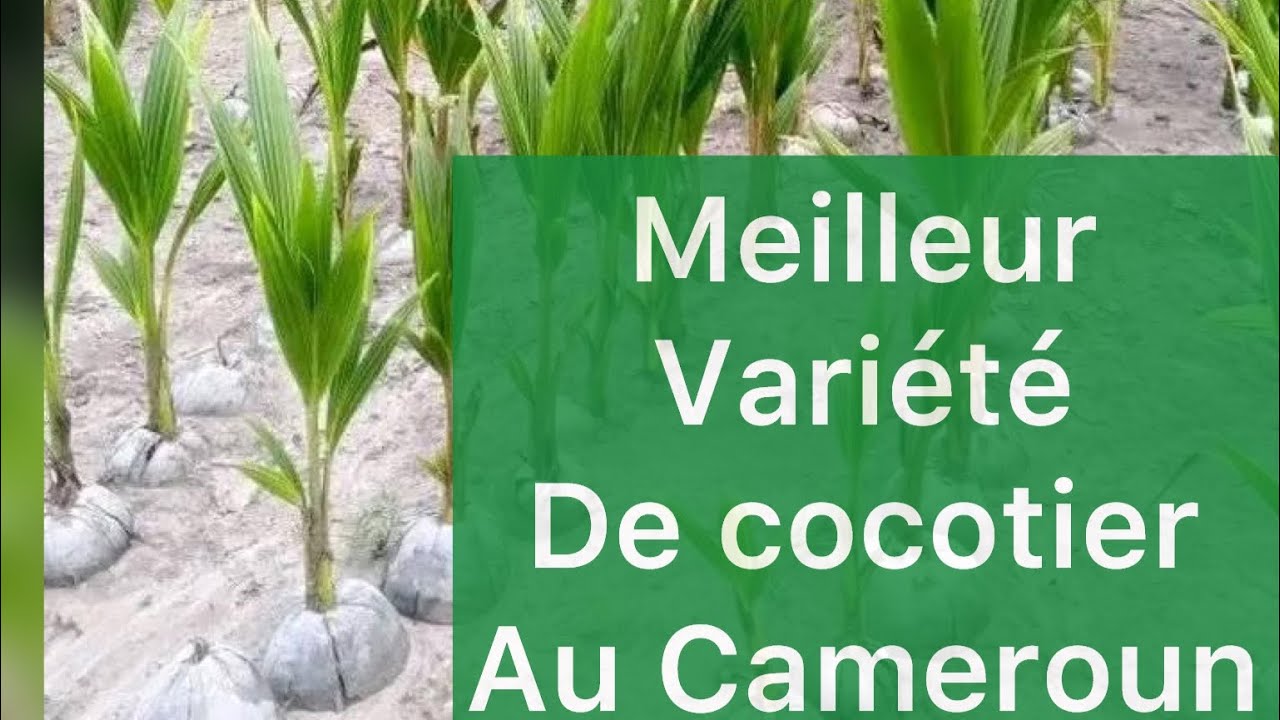 VOICI  LES MEILLEURS VARIETES DE COCOTIER .
