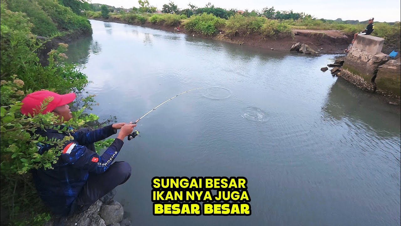 Baru tau Kalau di muara ini ikan nya Besar Besar,Umpan udang vaname
