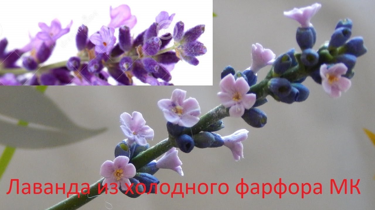 Лаванда из холодного фарфора мастер класс  Как лепить цветок лаванды