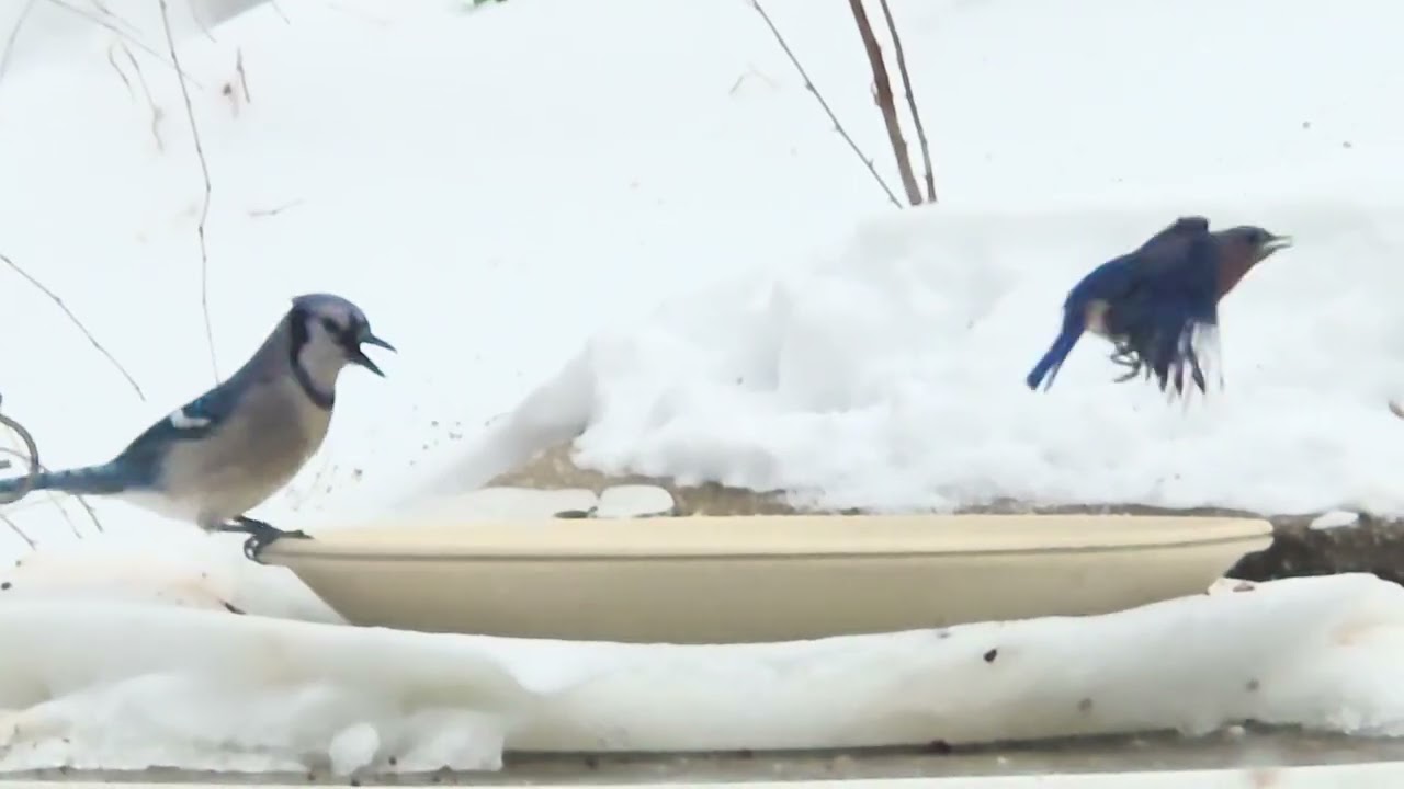 Bluejay Bully vs Bluebird 