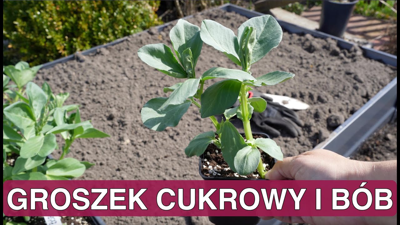 Выращивание сахарного гороха и выращивание бобов. Выращивание овощей. Апрельский огород.