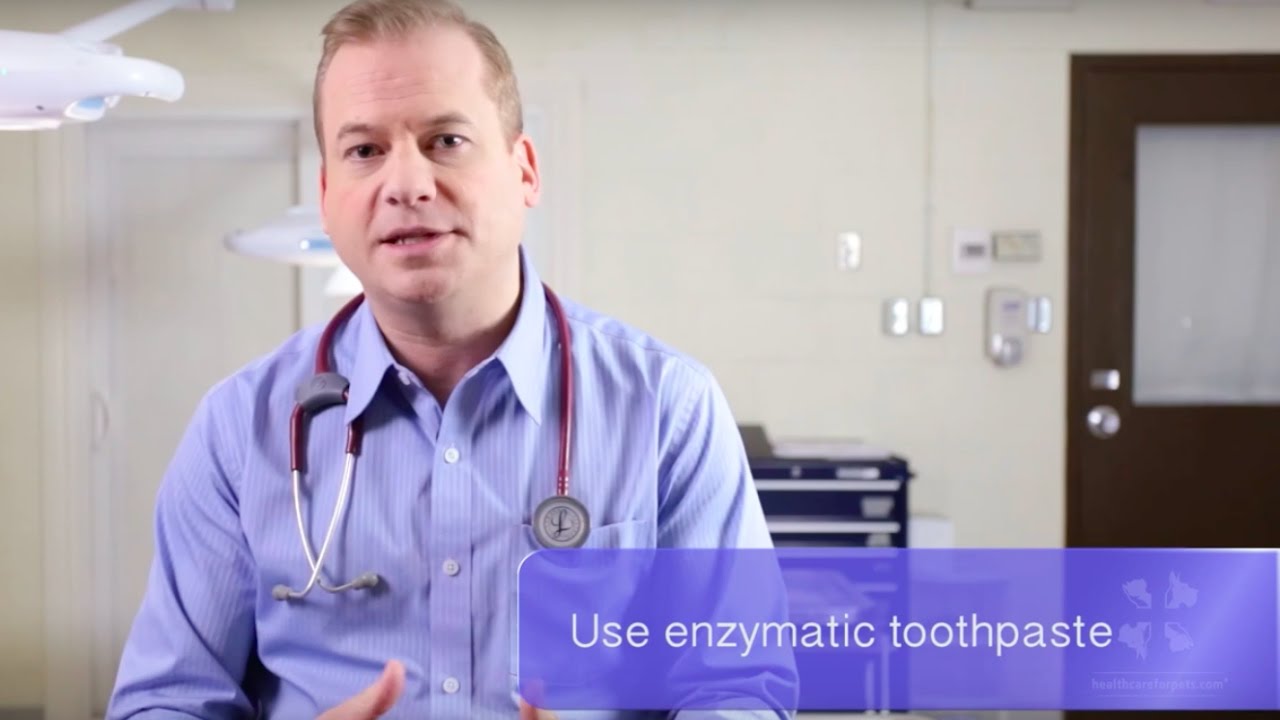 Vet Tutorial | Tips to Help You Effectively Brush Your Dogs and Cats Teeth