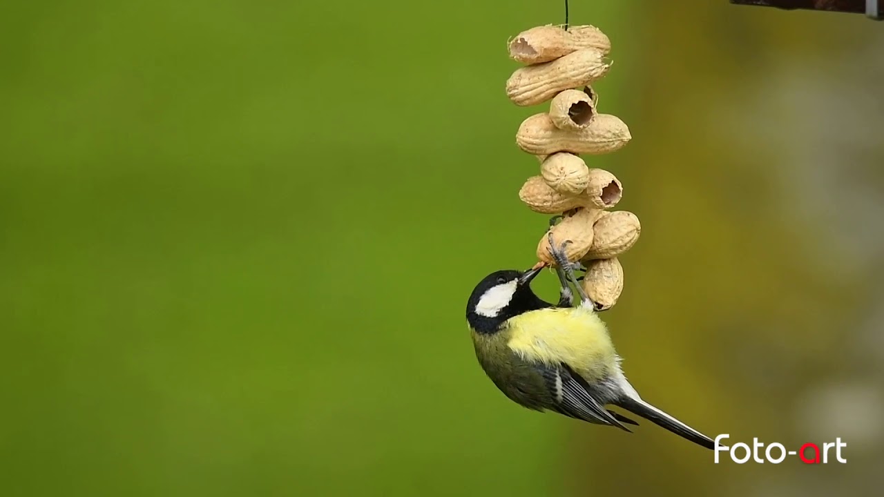 #Birdgarden Le cince mangiano le collane di arachidi
