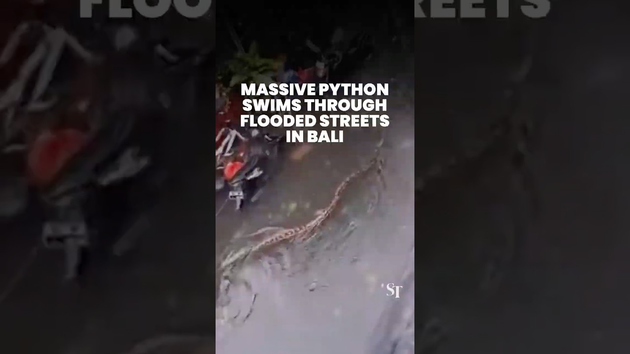 Massive python swims through flooded streets in Bali