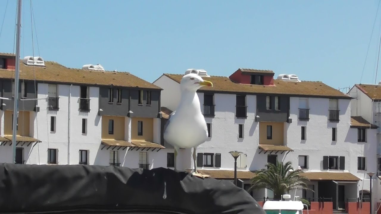 Close Up Seagull Bird Call Sound Effect