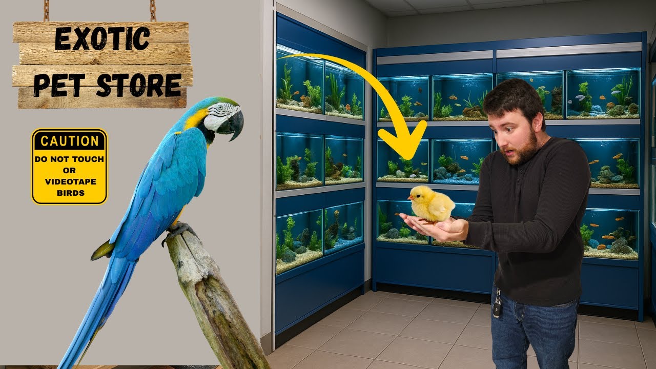 Visiting an Exotic Pet Store and Getting Ideas for a Fish Tank Project