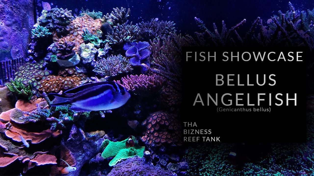 Tha Fish Spotlight - Bellus Angelfish