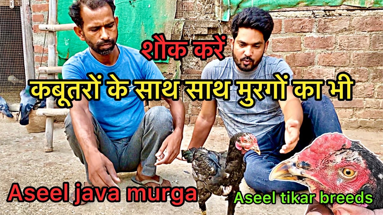 Aseel java murga | Tikar aseel murga | Tikar aseel breed | Aseel murga