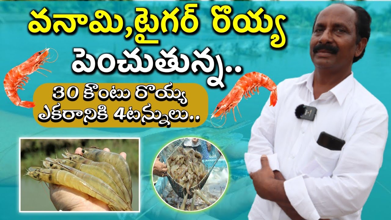 వనామి,టైగర్ రొయ్య పెంచుతున్న | Royyala Sagu | Vanami, Tiger Prawns Farming | Shiva Agri Clinic