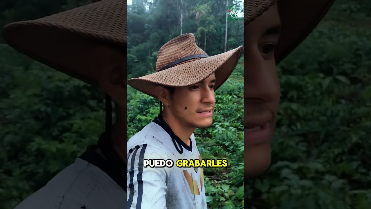 Terminamos de Medir para Sembrar el Café. 🤩🌳 #fyp #vidadecampo #fblifetyle #siembraycosecha #cafe 