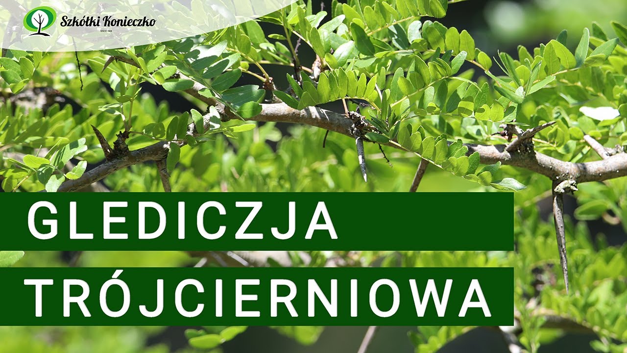 Glediczja Tr&oacute;jcierniowa do Ogrod&oacute;w i Park&oacute;w | Wyjątkowe Drzewo (Gleditsia triacanthos)