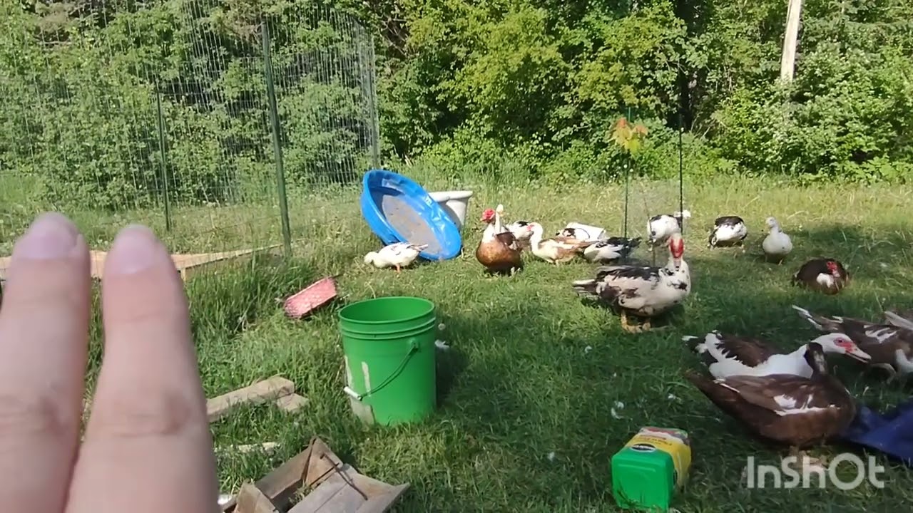 My Ducks Aren't Laying Eggs