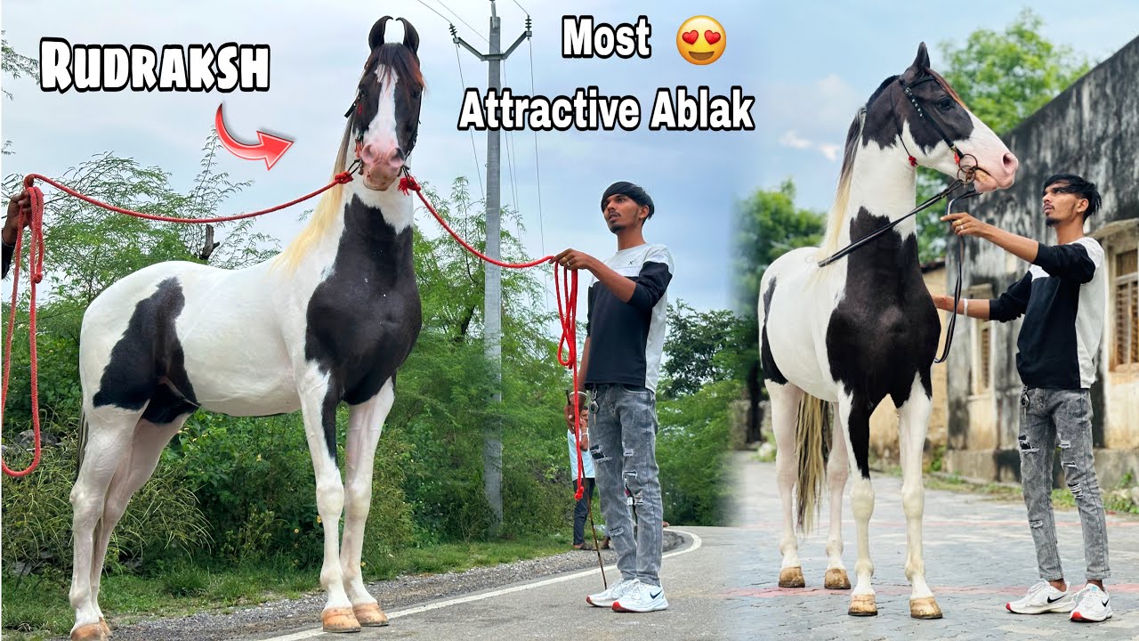 यह घोड़ा sabka खर्चा खुद nikalta है| सीताराम जी के घोड़े का best Ablak result || stallion rudraksh 😍