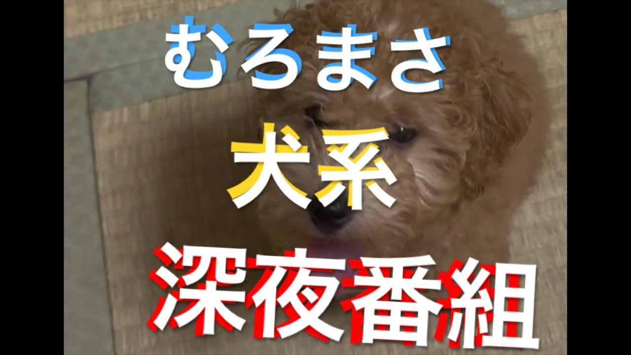 🩷1月23日🩷【全世界へ配信します⁉️】　#癒し #かわいい #犬 #ペット #トイプードル #ジャックラッセルテリア