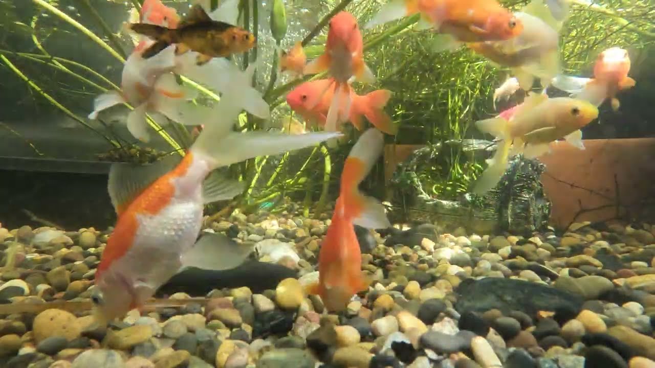 Pond Evolution 14February2026