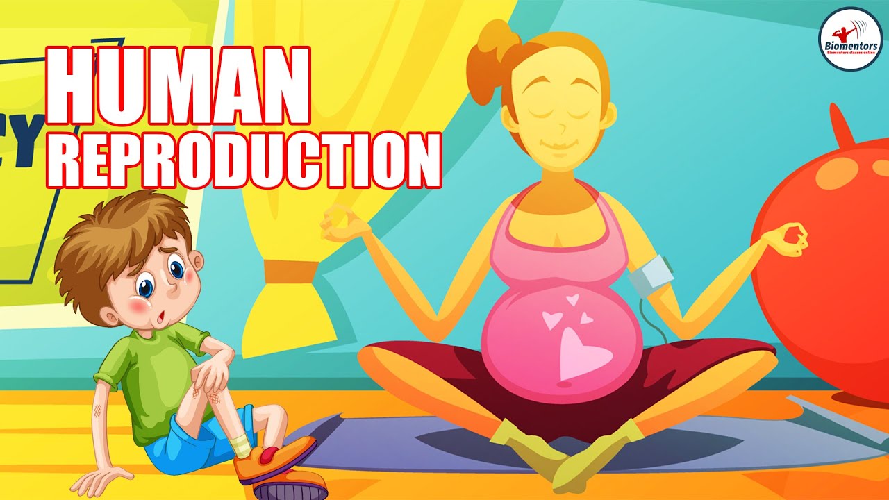 Human Reproduction l Lecture 15 l Biology l NEET
