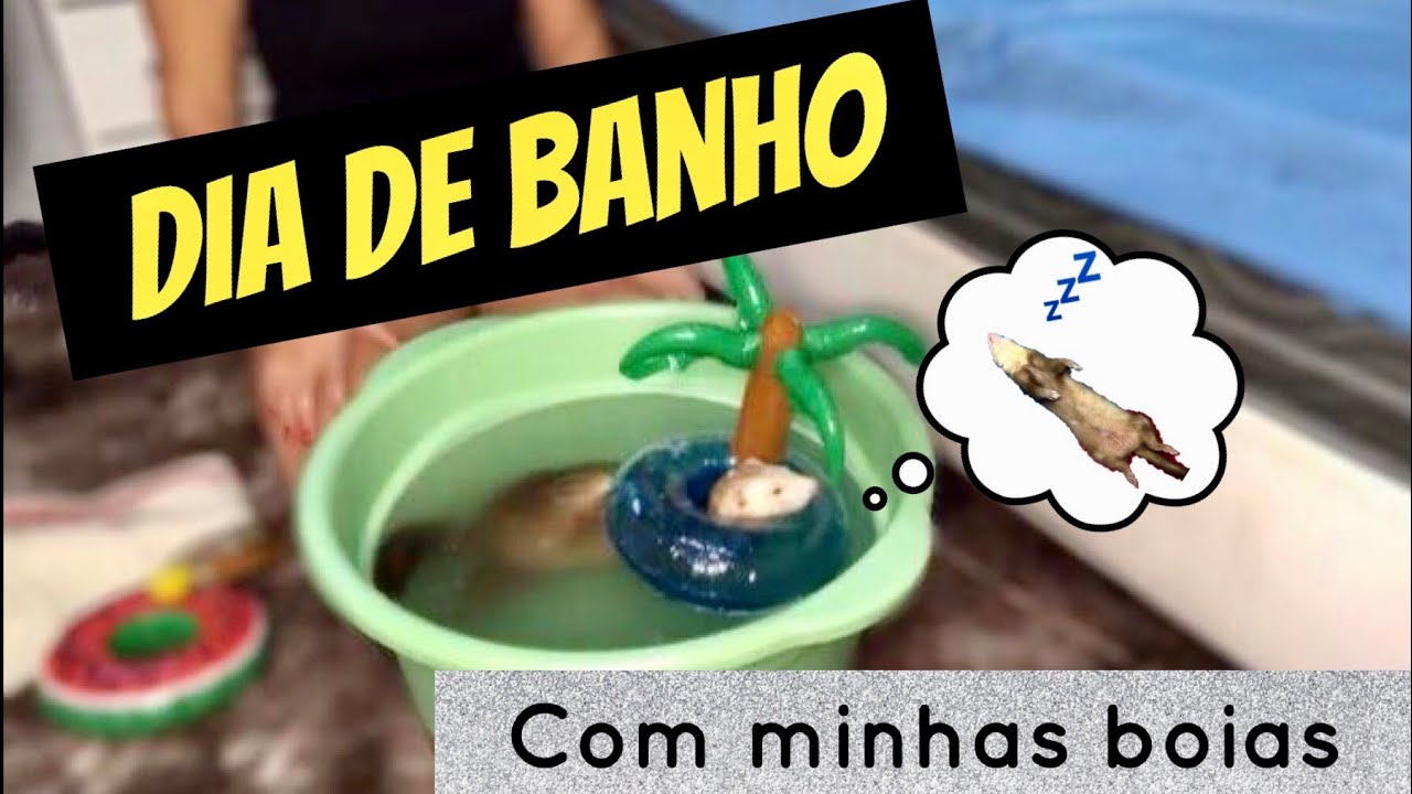 Como dar banho no furão?