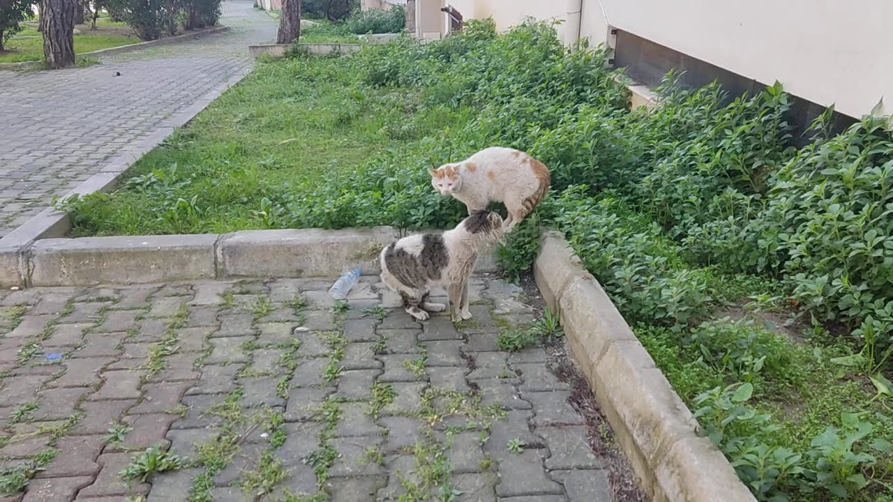 Two Street Cats in a Tense Standoff… Will They Fight 😾