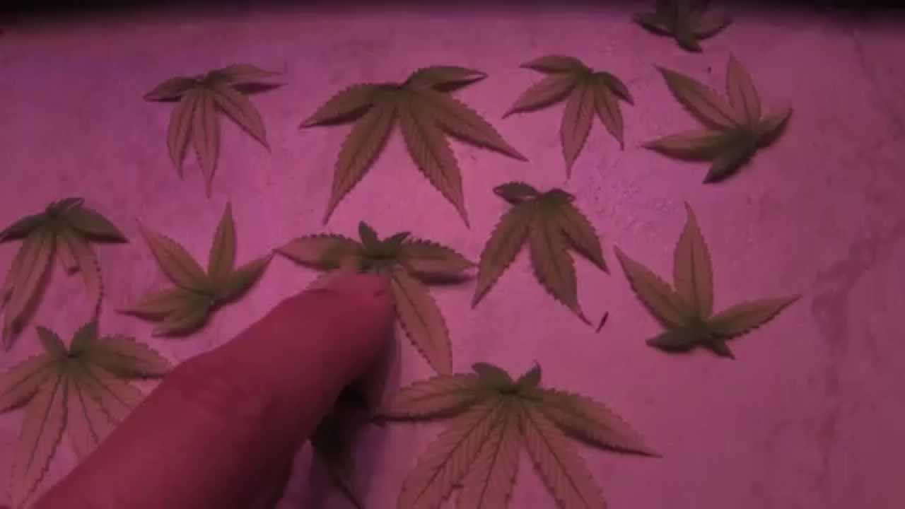 BML LED GROW LIGHTS - Video #12 - Day 29 Flower - 2 Plant Haircut