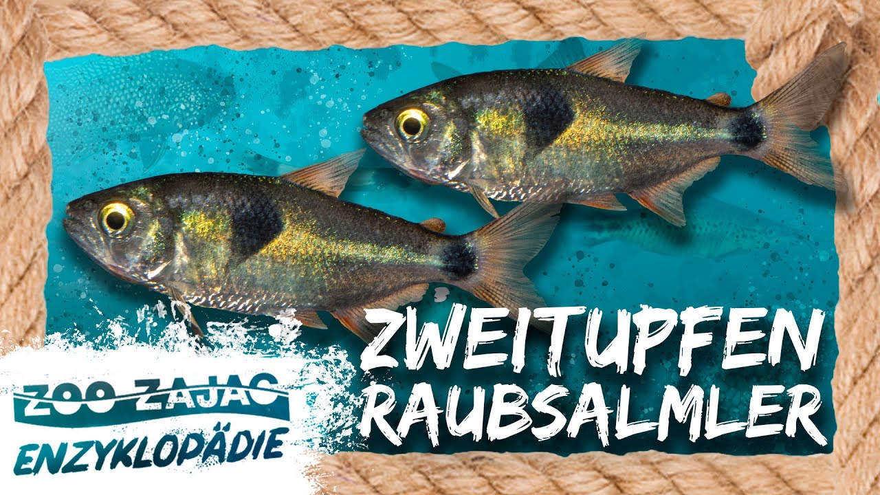 EXODON PARADOXUS | FISCHENZYKLOPÄDIE | Zoo Zajac