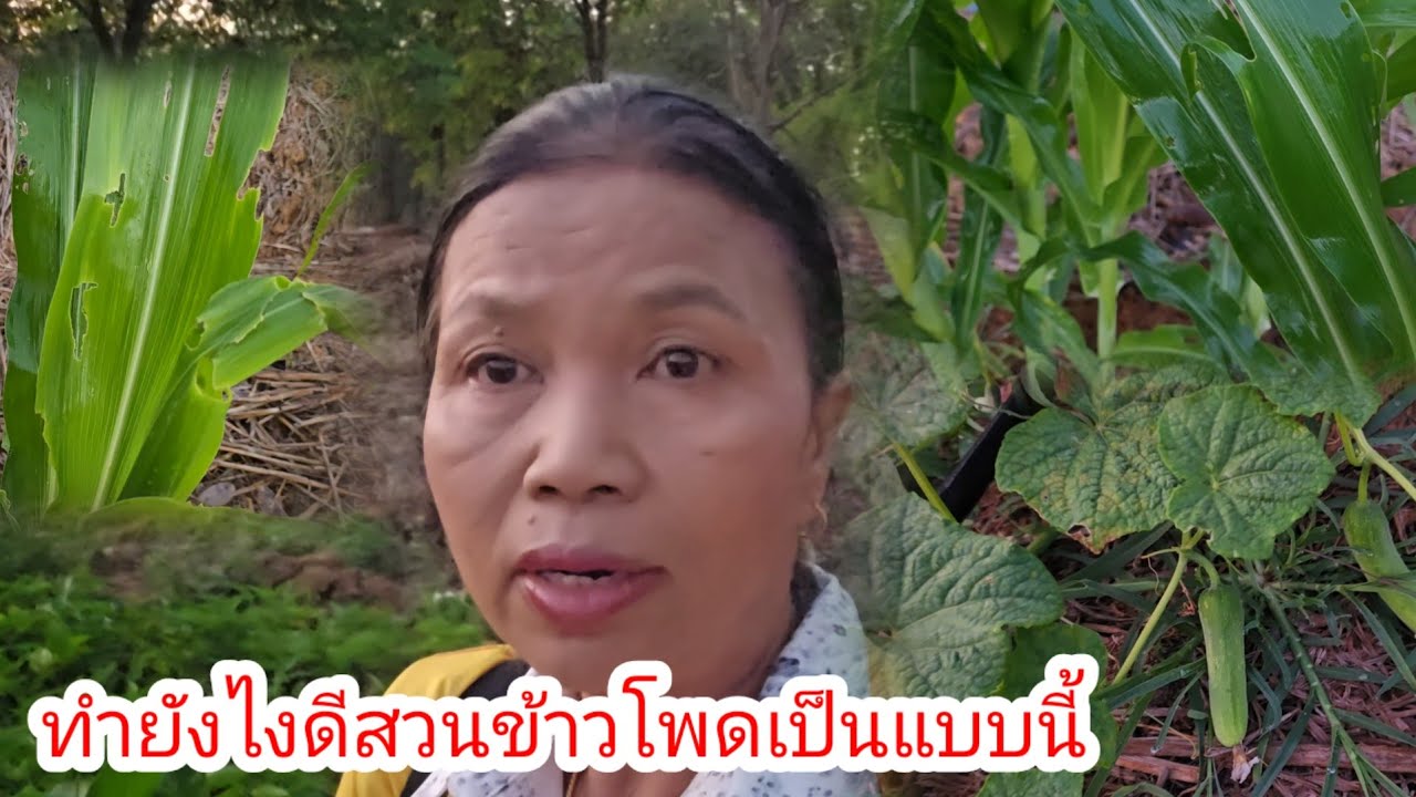 เกิดอะไรขึ้นกับข้าวโพดย่าอาชิ​