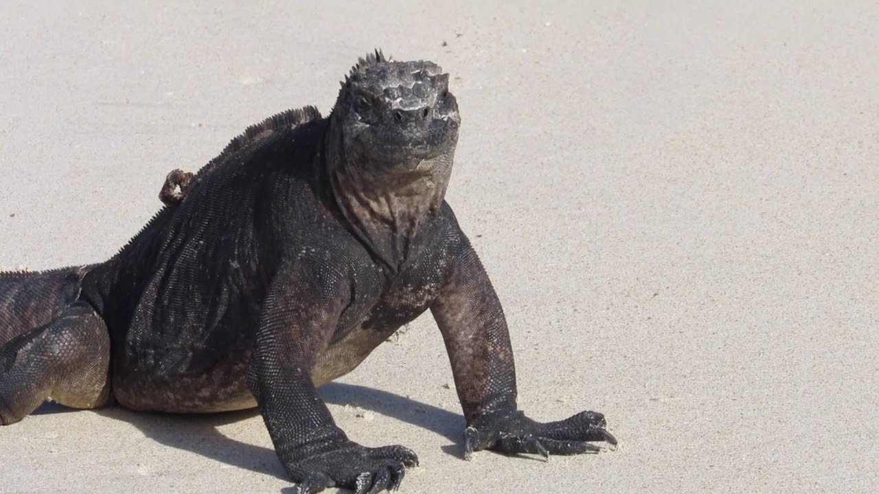 Iguanas of the Galapagos on Ecoventura's THEORY Dec 2019