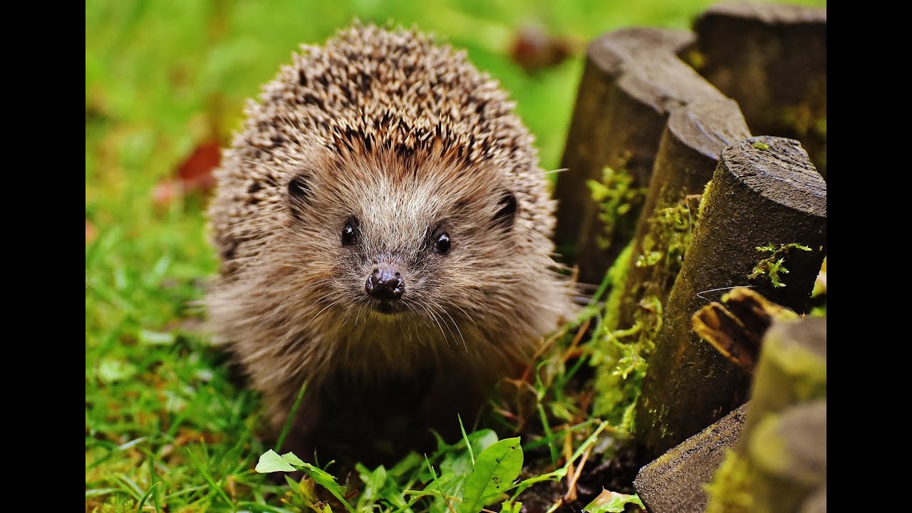 Waldpfleger - Kleiner Igel Kämpf! DER IGEL SONG