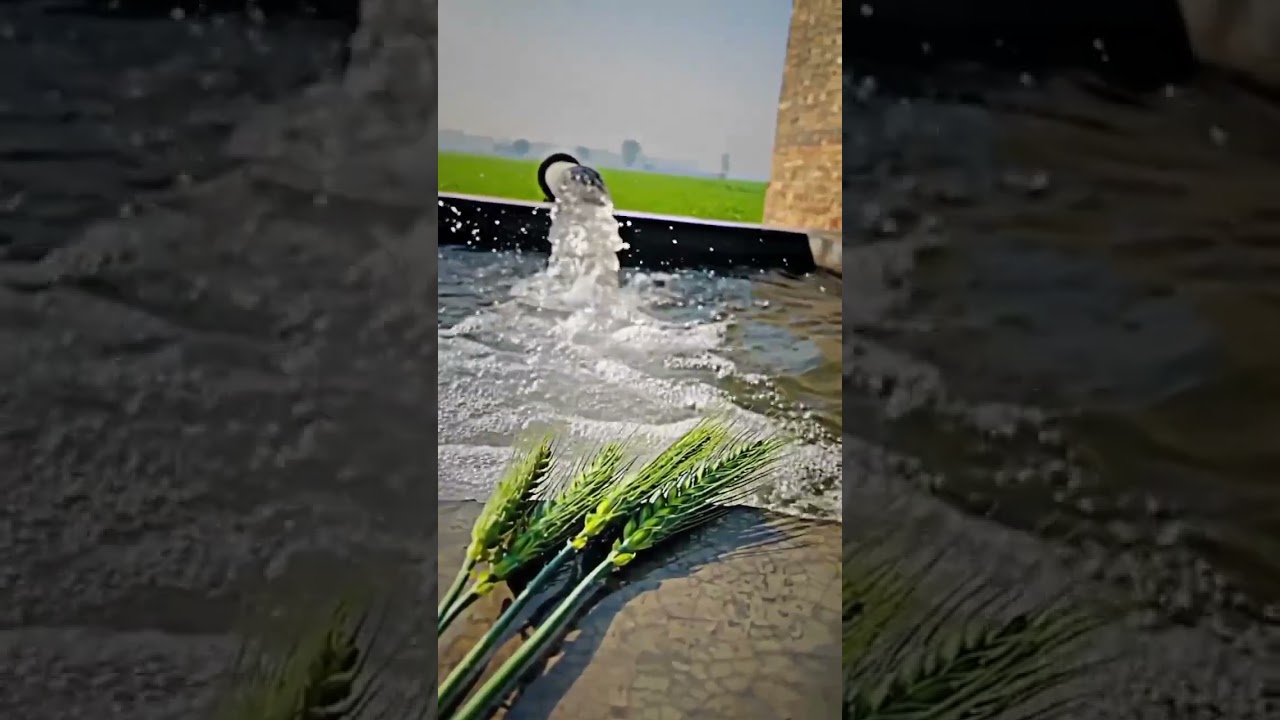Roots # whatsapp status # village life best life#farminglifestyle