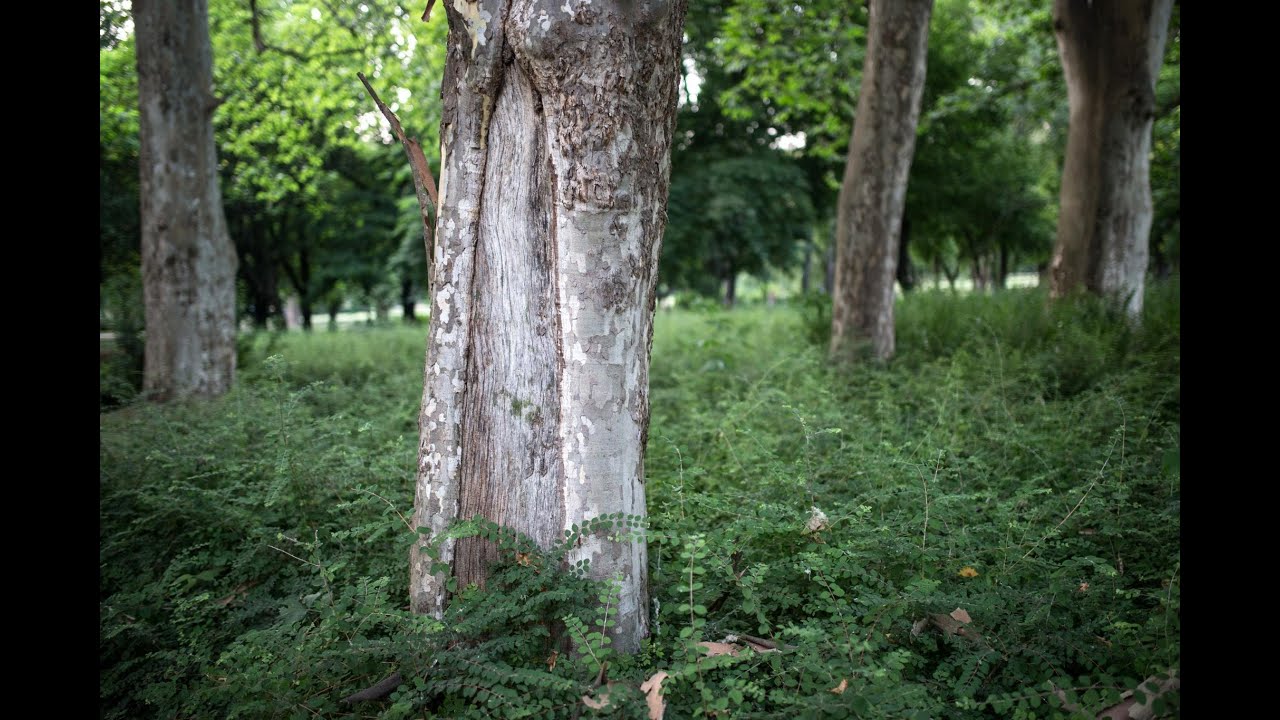 Így zajlik a parkfenntartás a Városligetben - Liget Budapest
