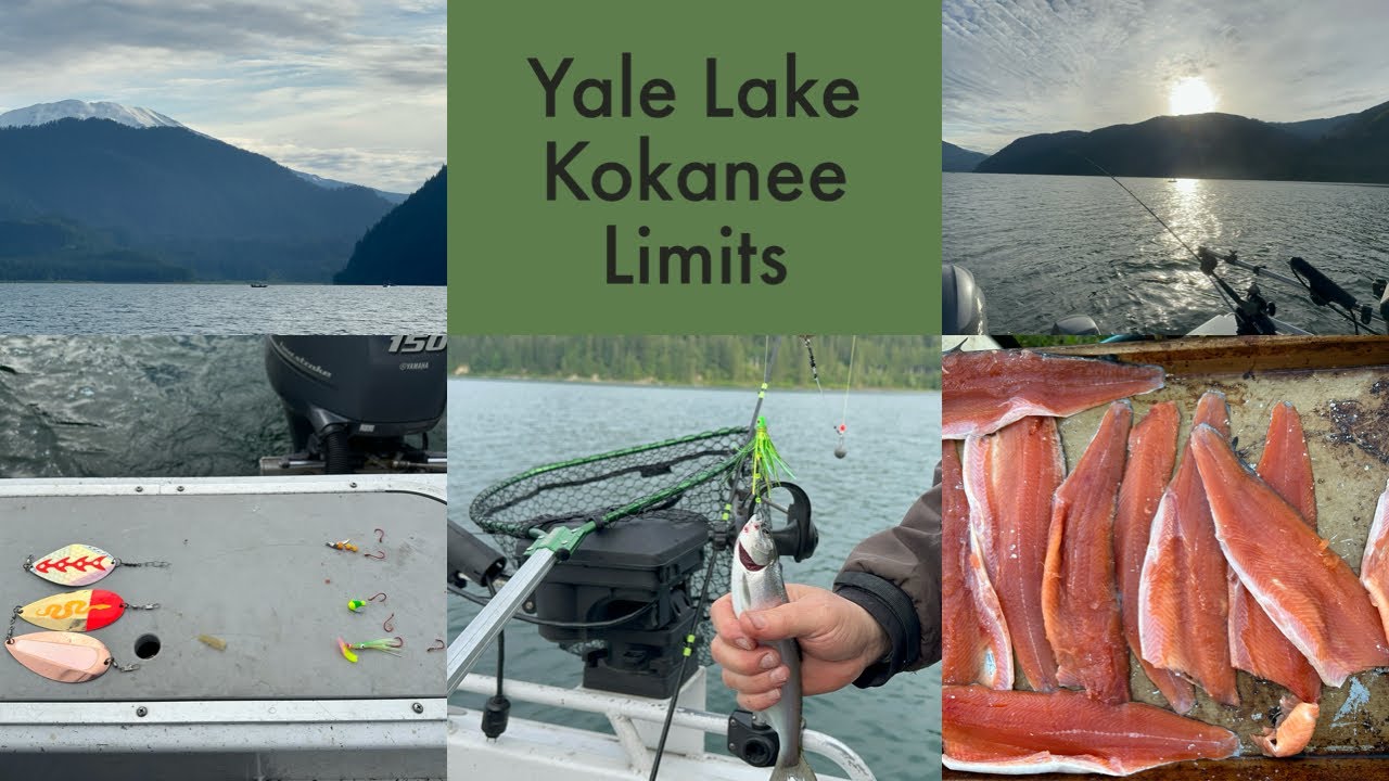 Kokanee on Yale Lake; quick limits and fun times  #kokanee #fishing #trolling