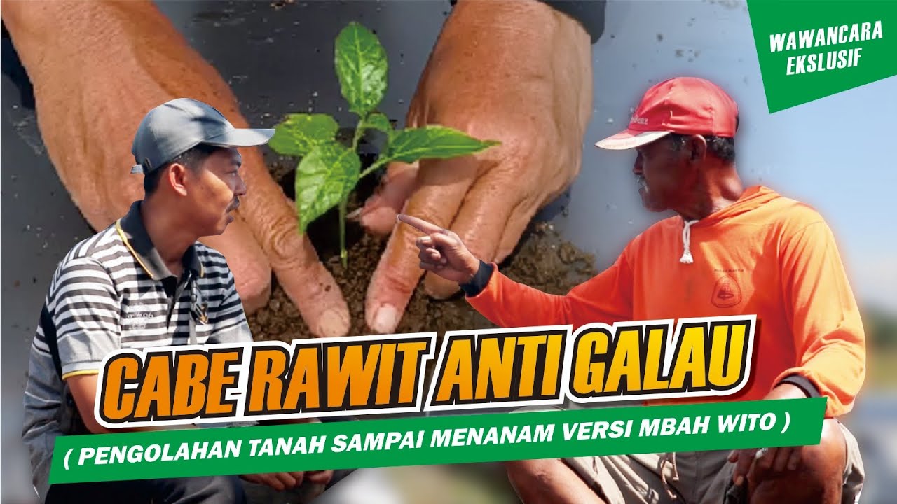 Cara tanam cabe anti galau versi mbah wito