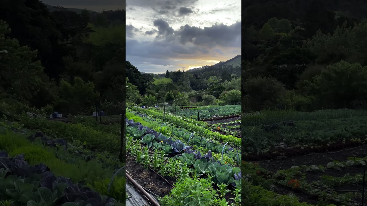 Grow Vegetables in Small Spaces.           