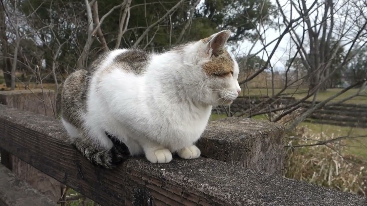 【Cat Video】 meowmeow Happy #cat  #cats  #cute