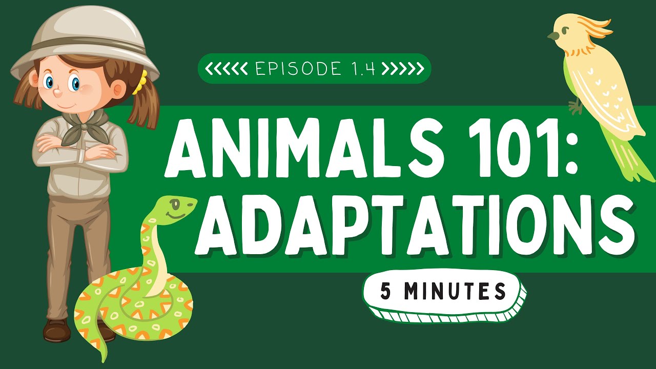 Animals 101: Adaptations | Wildlife for Kids
