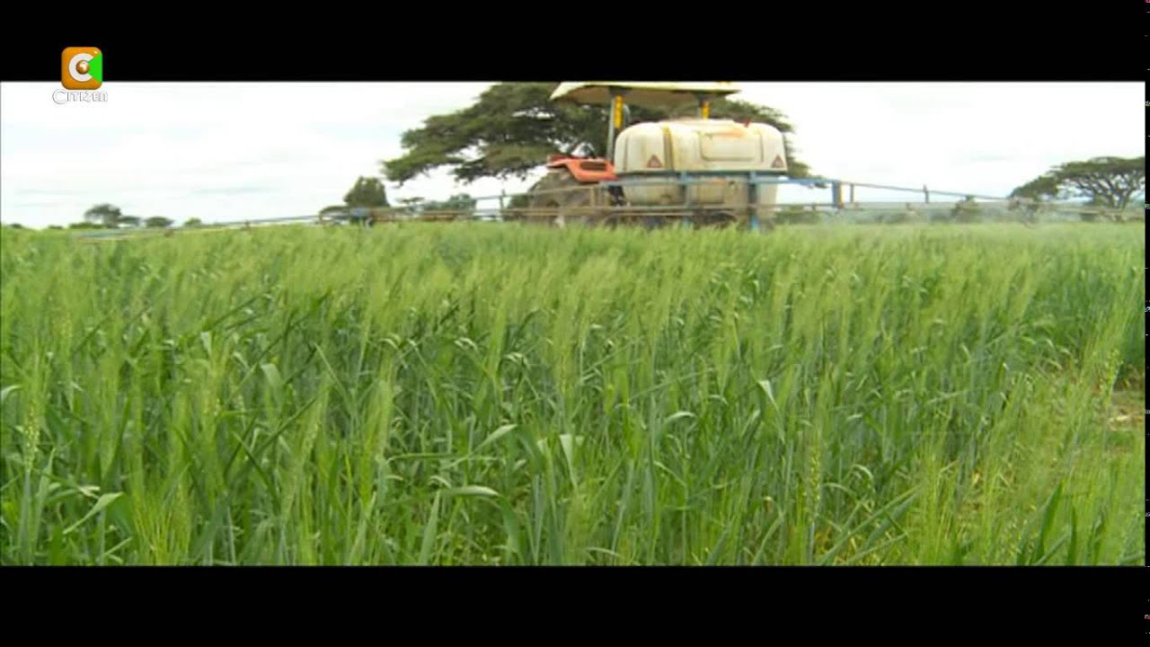 Smart Farm: Wheat Farming in Narok County