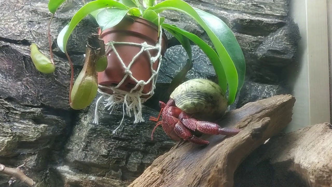 Krab pustelnik/coenobita perlatus