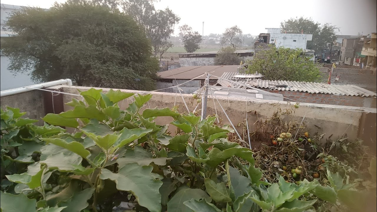 Mere chhat per tamatar aur baigan falon se lag gaya hai 🍆🍆🍅🍅