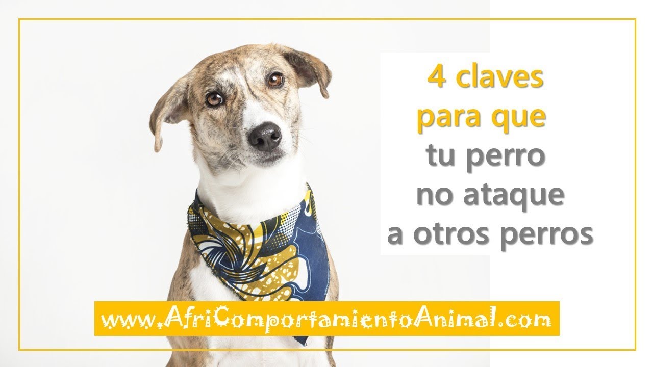 4 Claves para que tu perro no ataque a otros perros