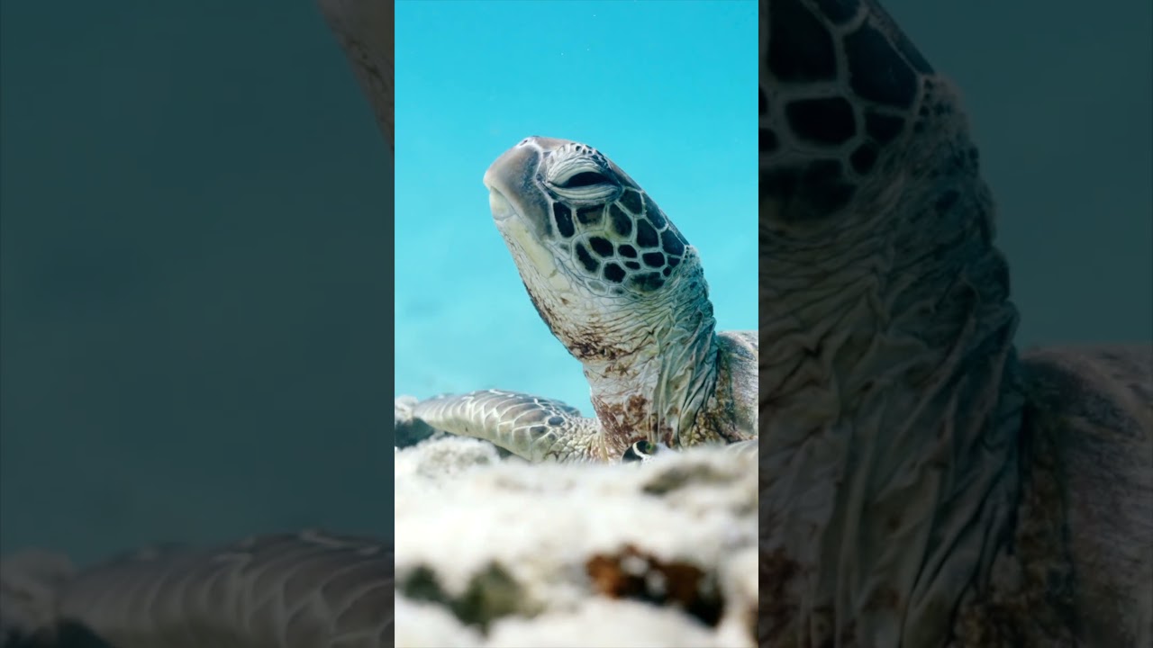 Underwater LUTs coming soon #filmmakers #underwatercinematography #lutspack #creators