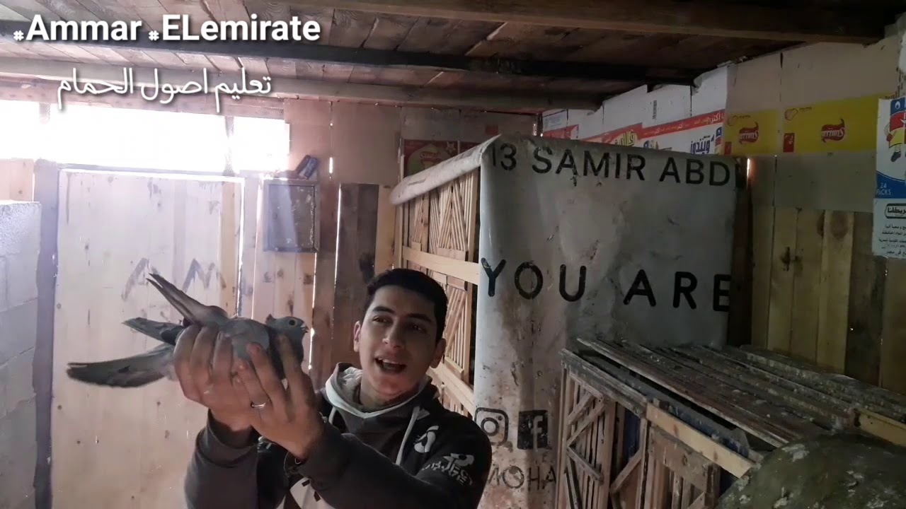 تجهيز الحمام للفرخ(4) متابعه القصوص والزغاليل البطش ومشكله  الحصوايه الواحده في الطواير وحلها🤲💗