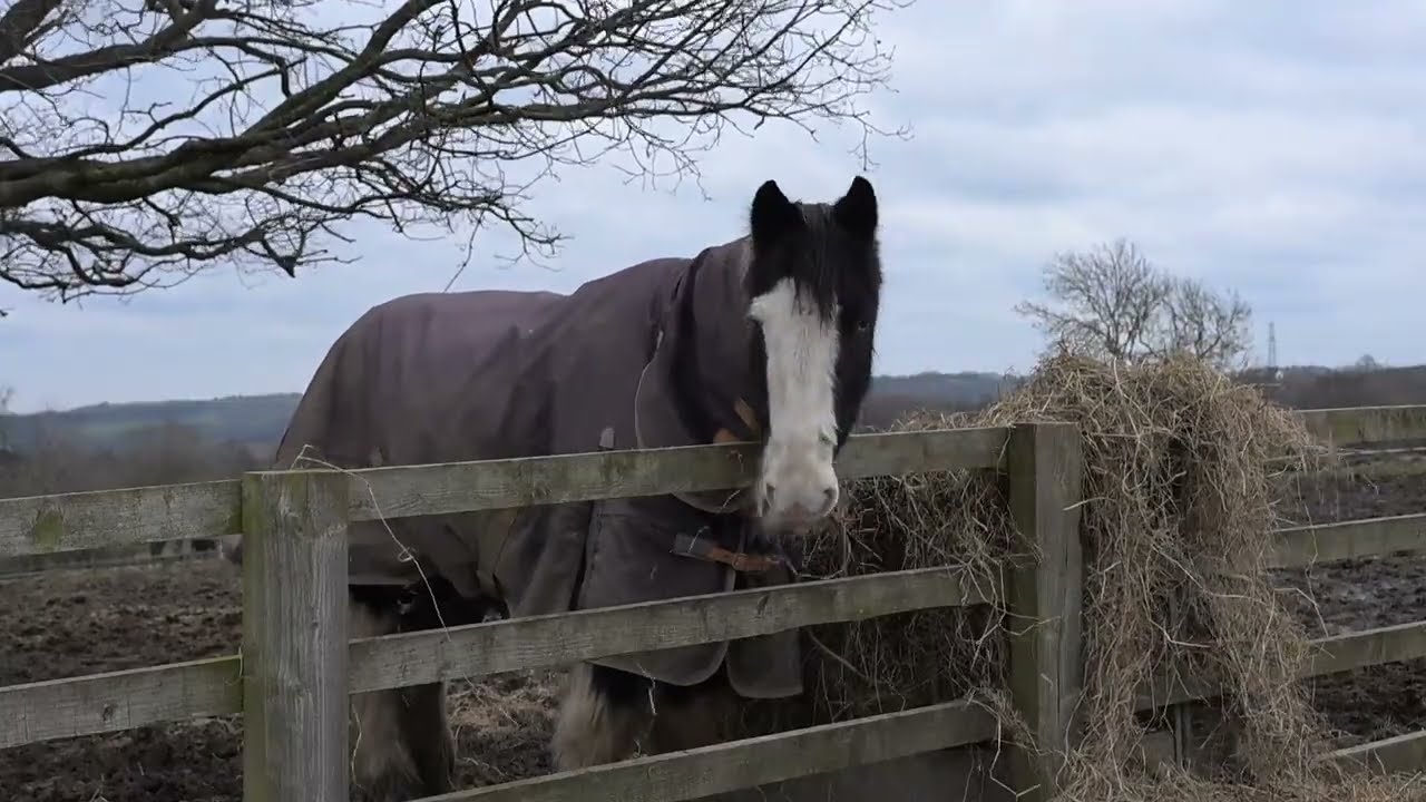 Alberts Horse Sanctuary