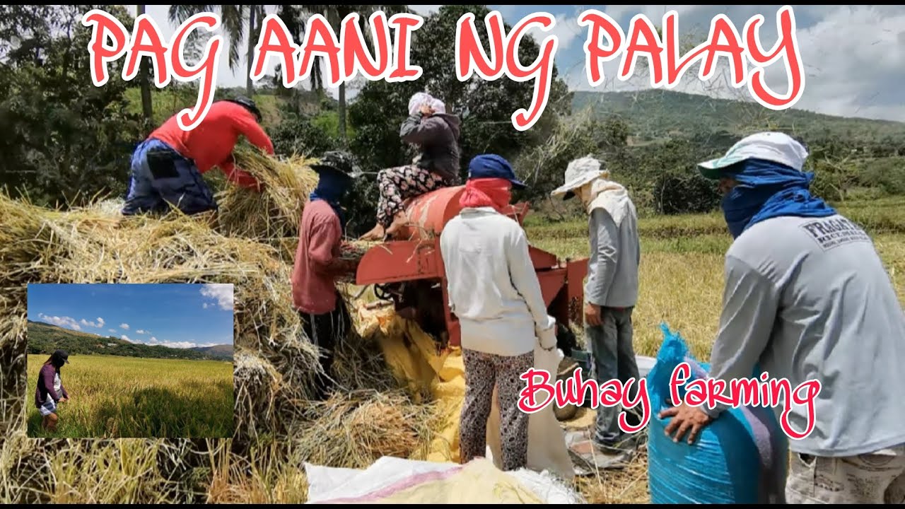 Pagaani ng palay | Buhay Farming | Buhay Probinsya