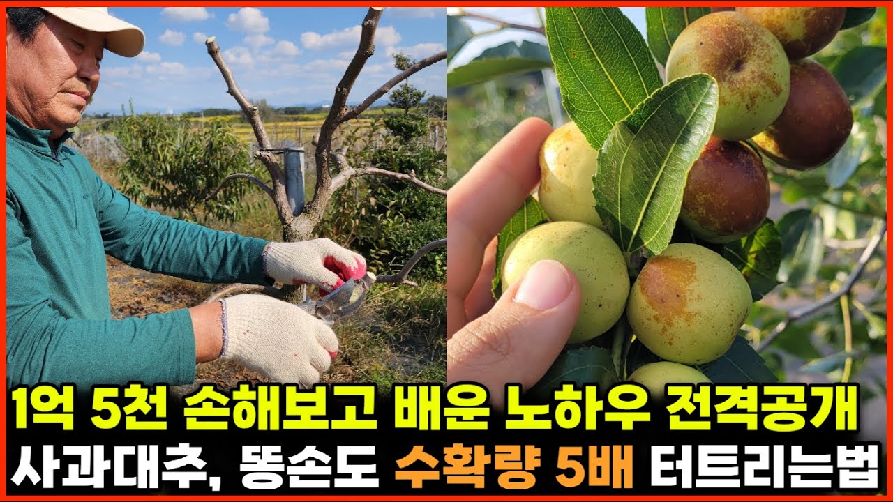 💲1억 5천 손해보고 배운 노하우👀 전격공개, 사과대추 똥손도 수확량  📈5배 터트리법 🚀[🙏위대한 실패]