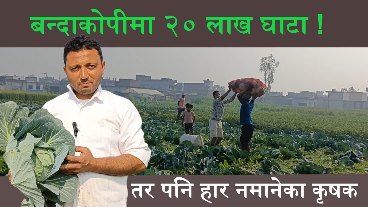 बन्दाकोपीकाे गाउँ जयसपुर । cabbage village in Nepal । Nepalgunj । jaispur । 