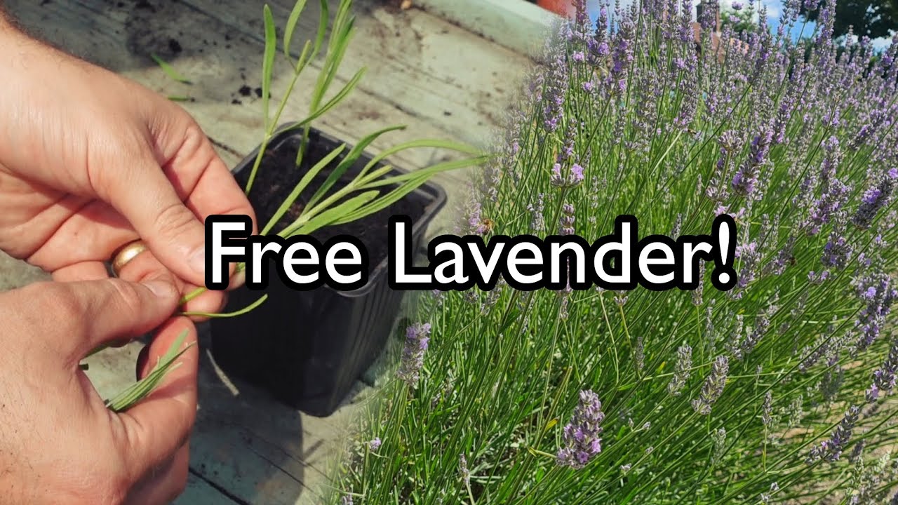 How To Propagate Lavender From Cuttings