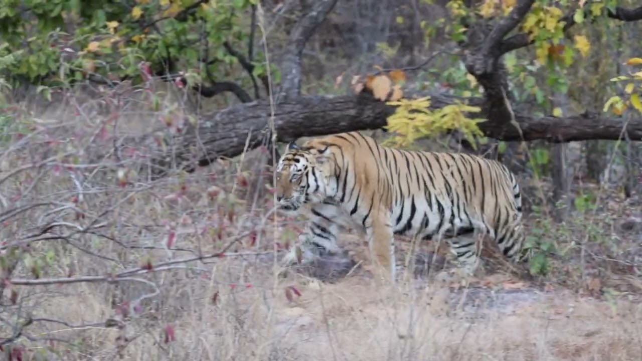 Tigers 2