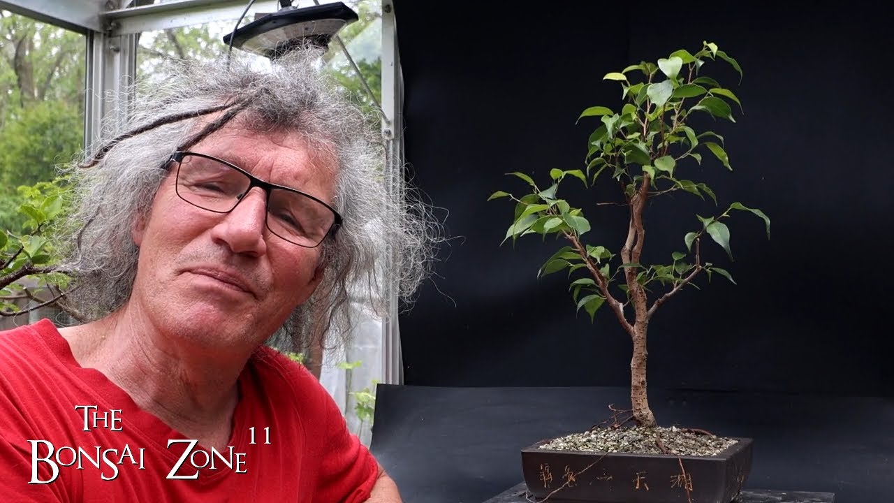 My Ficus benjamina and Fiddle Leaf Fig, The Bonsai Zone, May 2024
