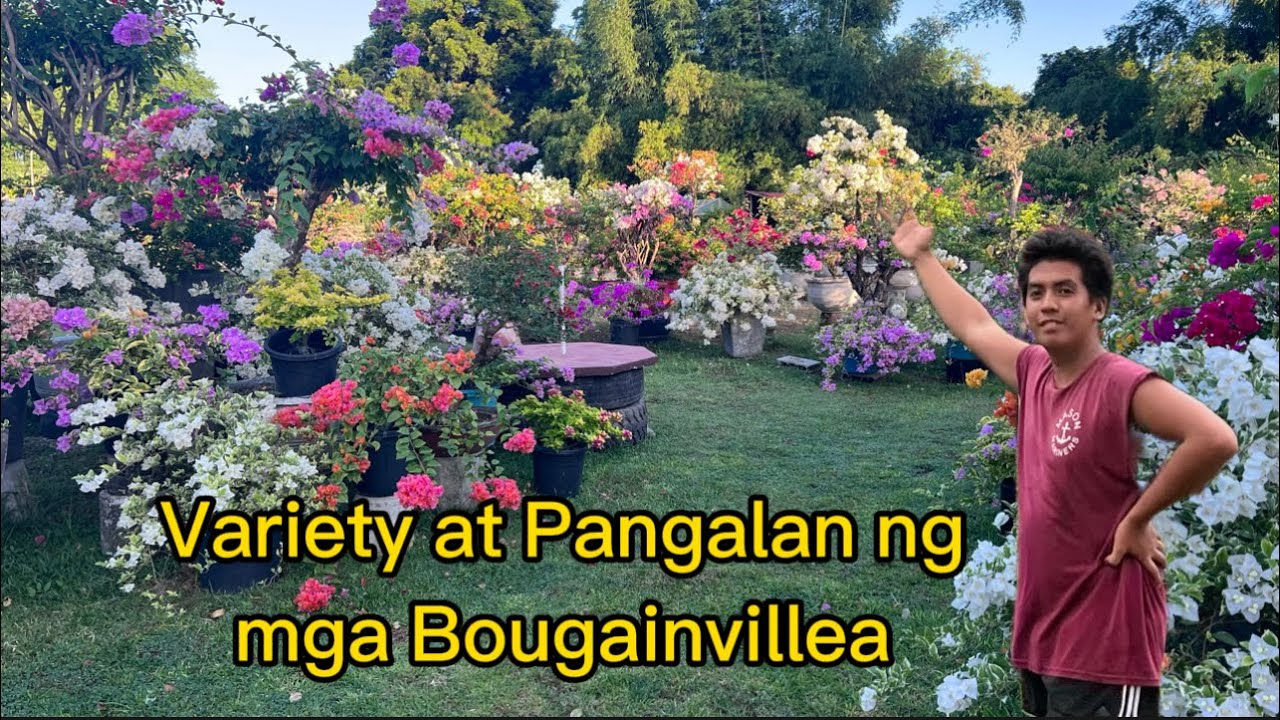 Variety at Pangalan ng mga Bougainvillea