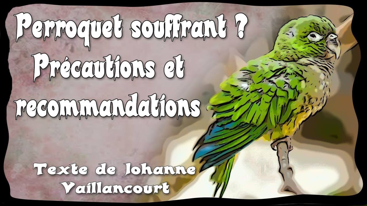 Comment reconnaître un perroquet souffrant? selon les textes de Johanne Vaillancourt