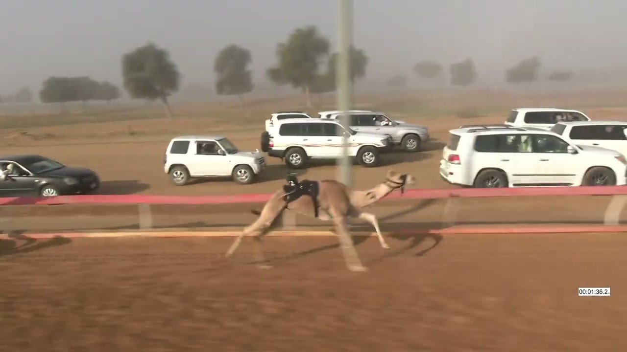 R13  7 2 2026  الشوط (13 سودانيين) الشاهينيه للسيد/ الصادق محمد المليون
